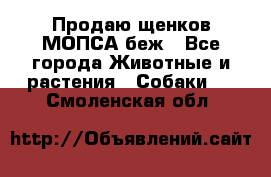 Продаю щенков МОПСА беж - Все города Животные и растения » Собаки   . Смоленская обл.